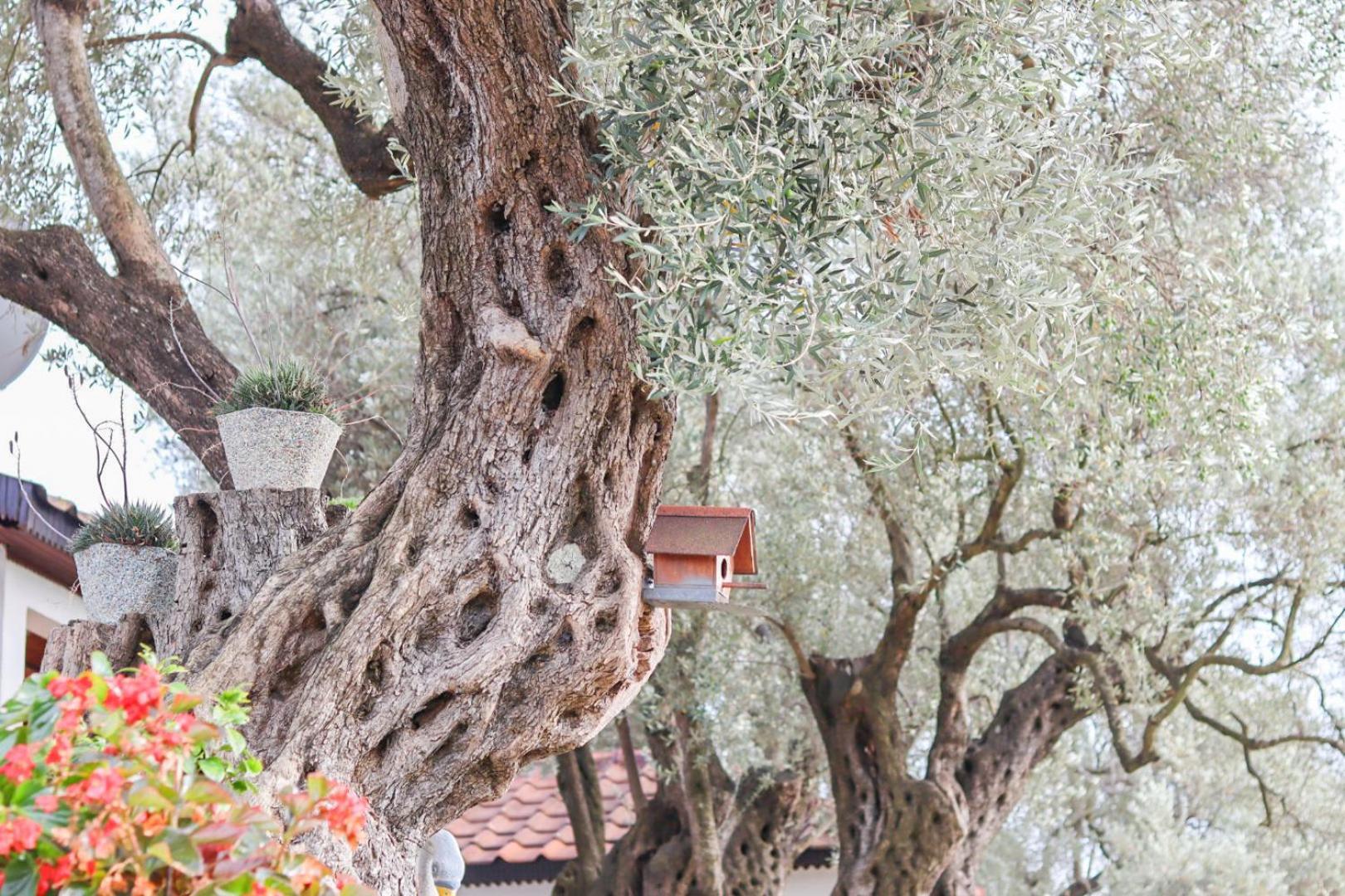 Hilja'S Oliven Garden Bungalows Ούλτσιν Εξωτερικό φωτογραφία