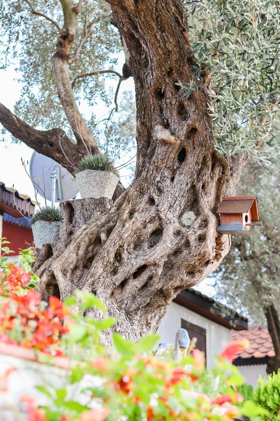 Hilja'S Oliven Garden Bungalows Ούλτσιν Εξωτερικό φωτογραφία